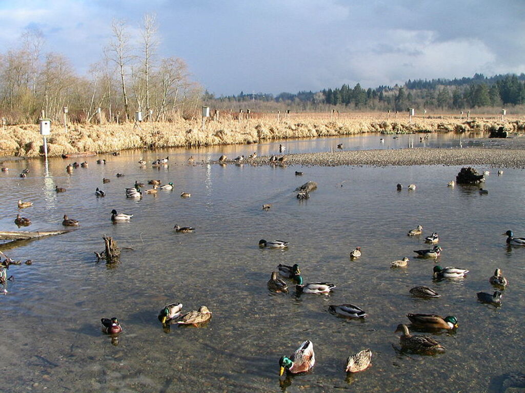 Burnaby Lake