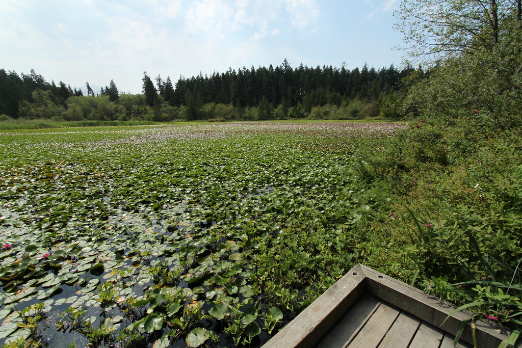 Beaver lake, Stanley Park