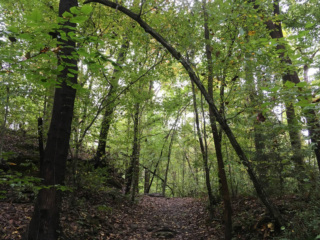 Big Trees Forest Preserve