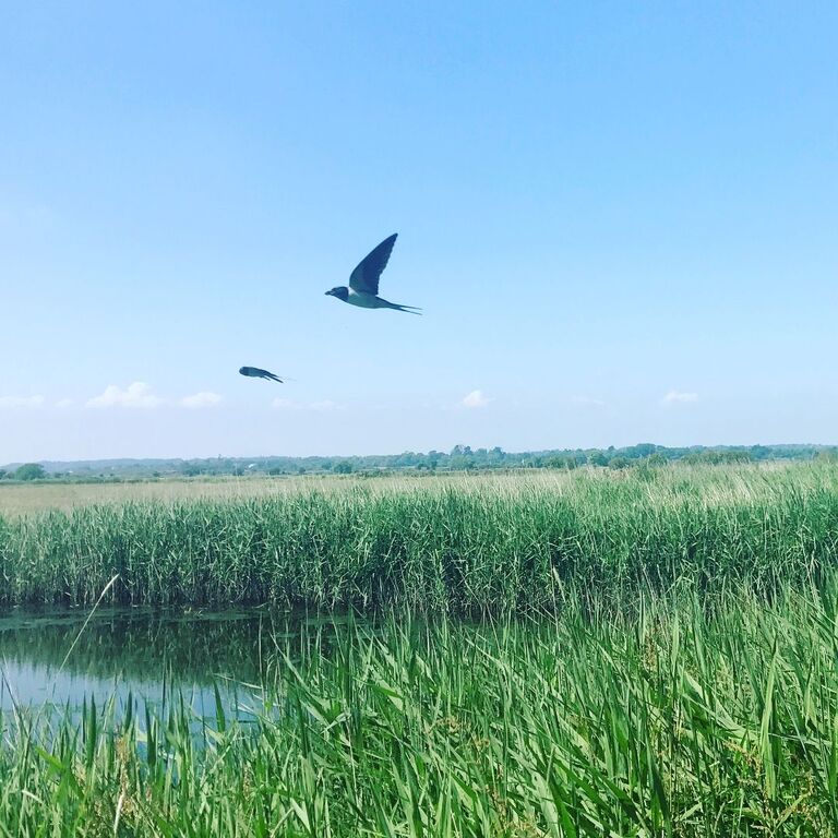 things to do in wexford ireland | spot the birds at wexford wildfowl reserve