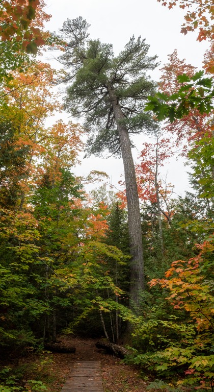 Estivant Pines Sanctuary