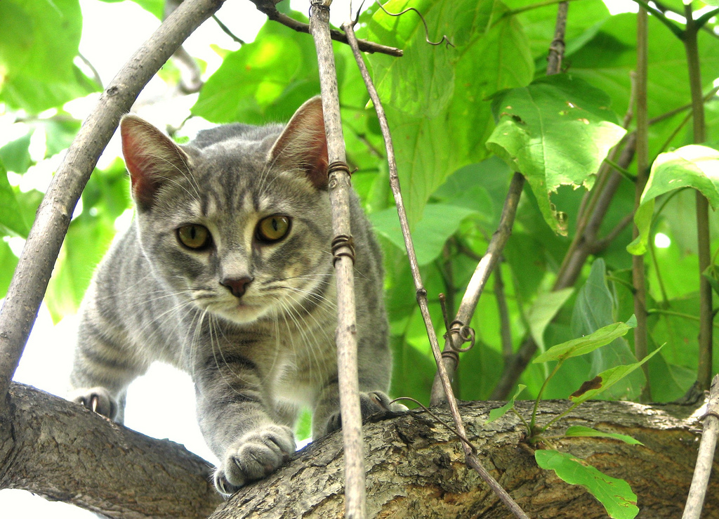Mdprovost - Chloe the Huntress on an Adventure, Otter Lake, MI (by-sa)