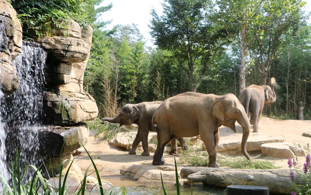 Elephants at St. Louis Zoo
