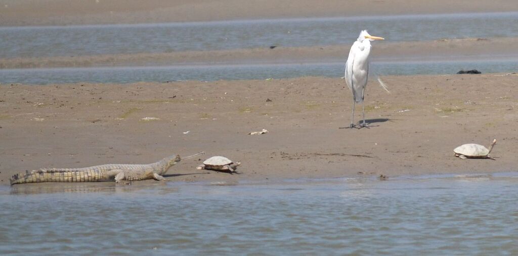 Wildlife At Hastinapur