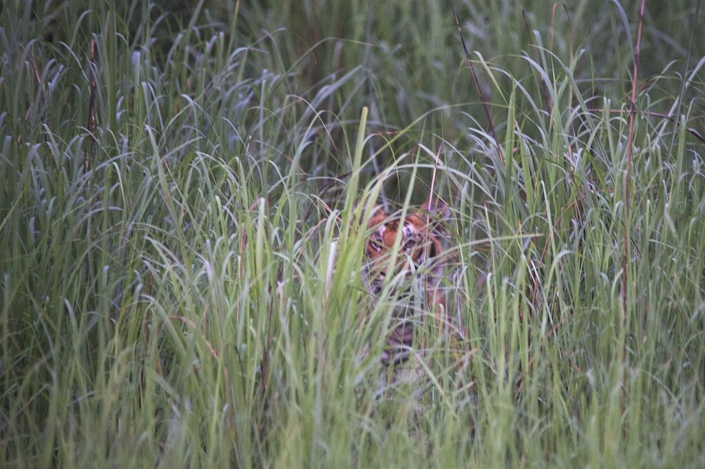 Bhimtaal Tiger