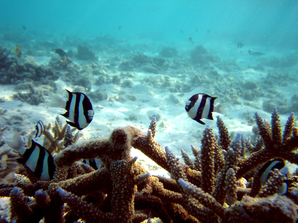 Diving Maldives, 2009 - Dascyllus aruanus