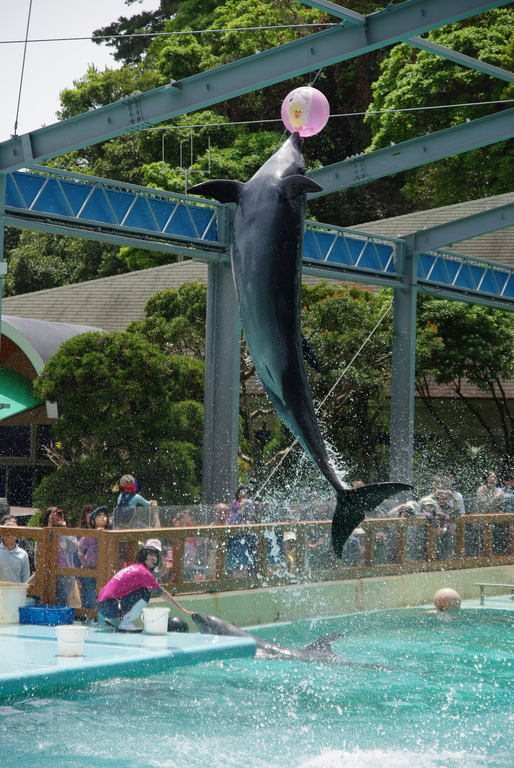 Katsurahama Aquarium, Kochi, Japan