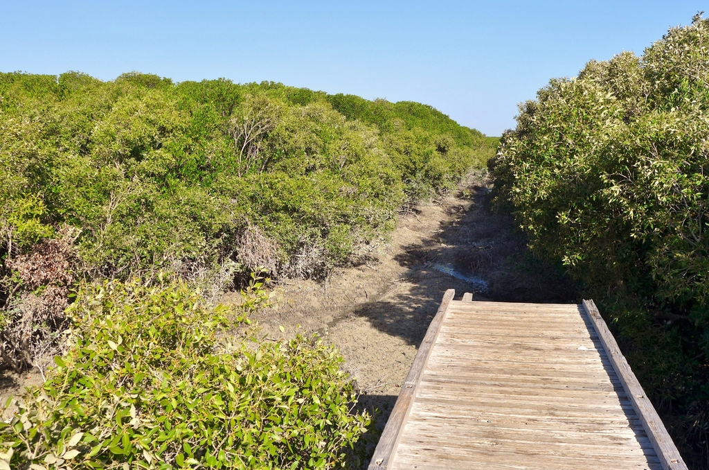Streeter's Jetty