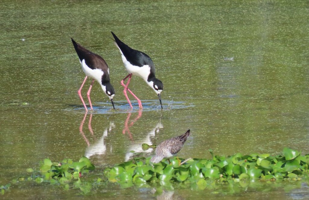 Black-necked Stilts