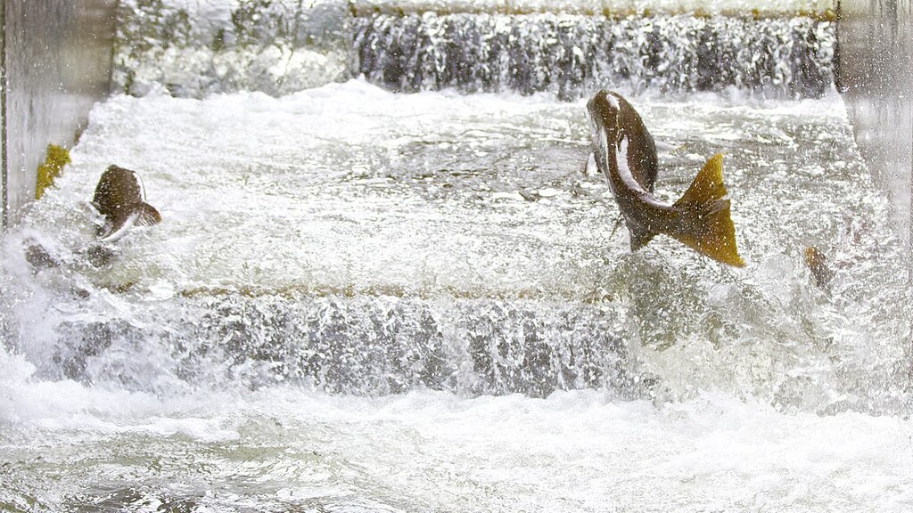 Salmon Fish Ladder
