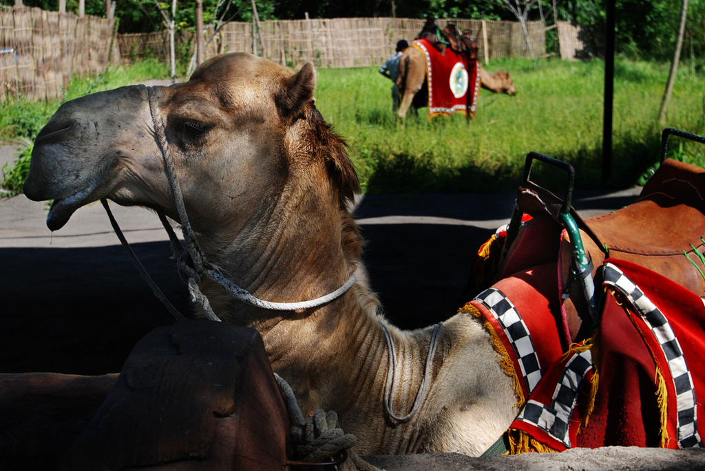 Bali Safari & Marine Park (2688922345)