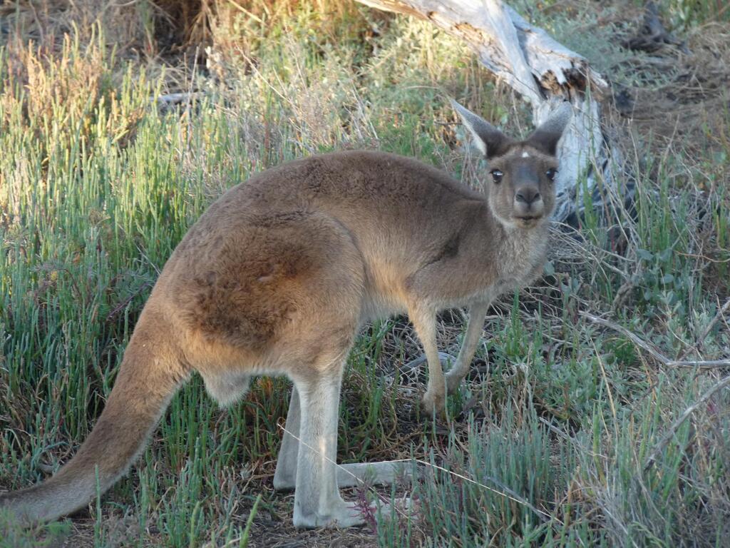 Friendly Kangaroo