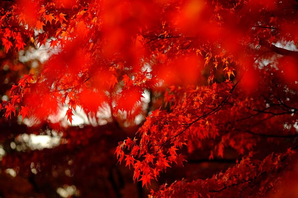 <div class="fn">
Autumn In Japan</div>