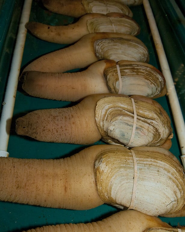 Geoduck broodstock 2