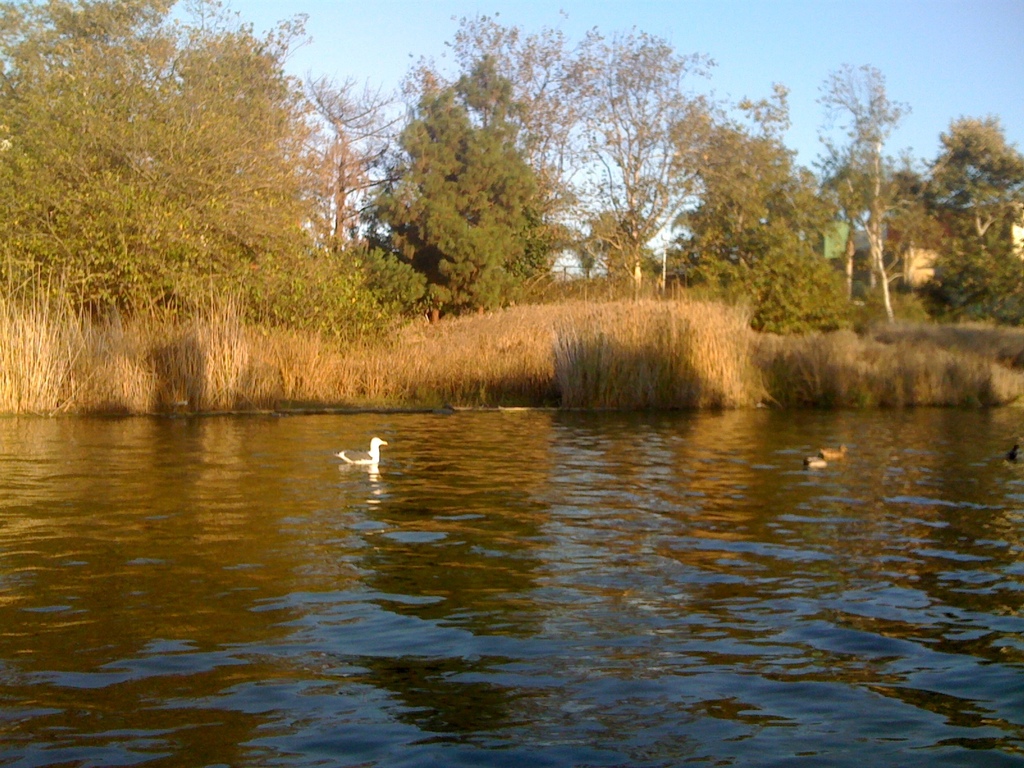 Polliwog Park