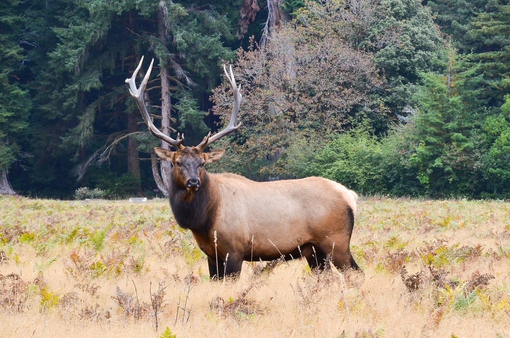 Elk spotting
