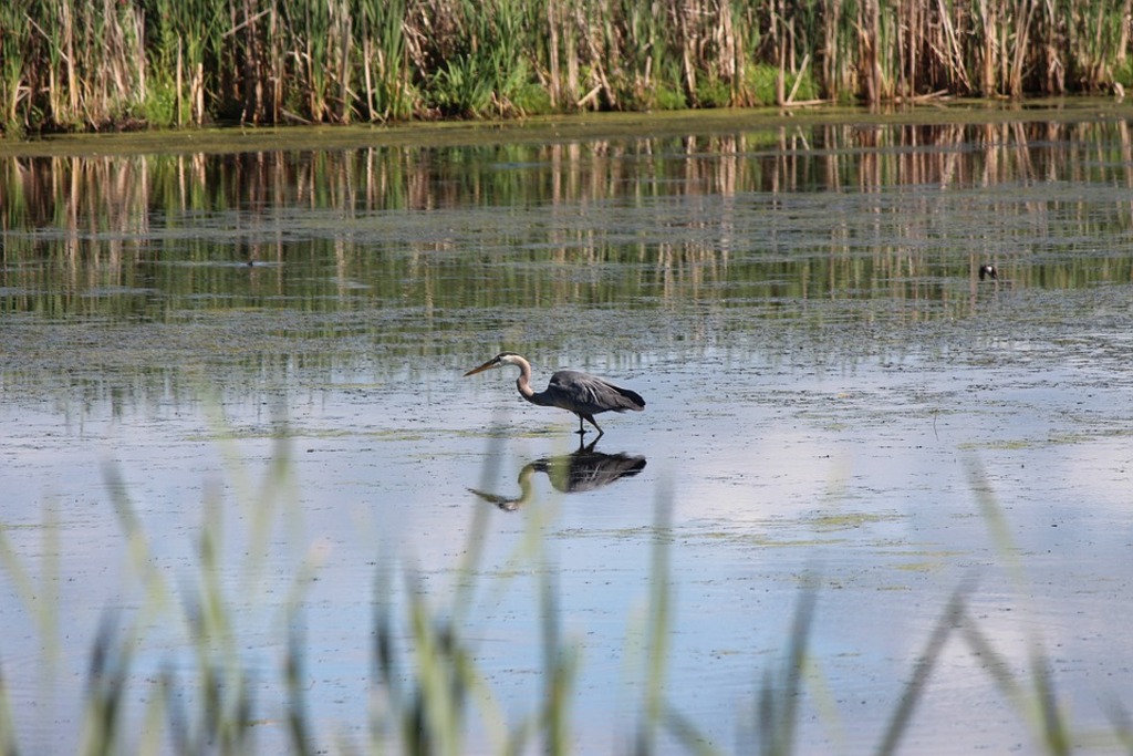 Blue Heron