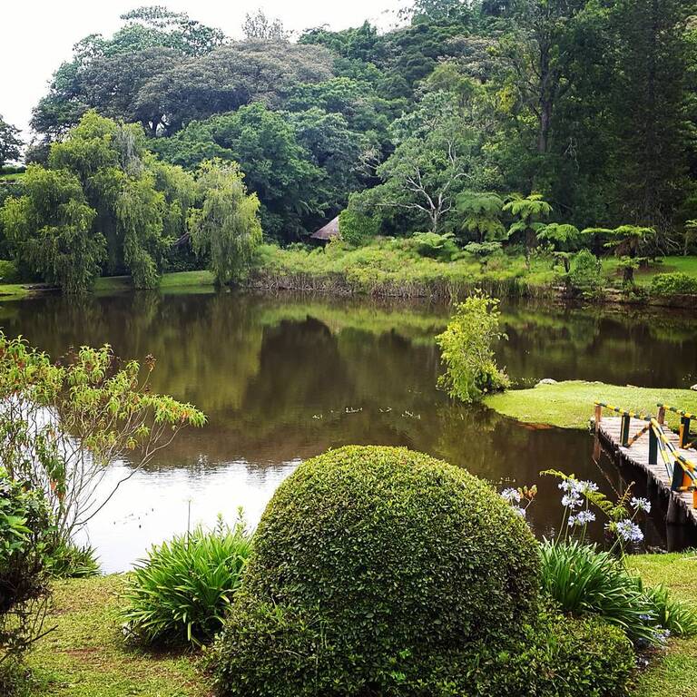 things to do in zimbabwe | camp out at the enchanting vumba botanical gardens