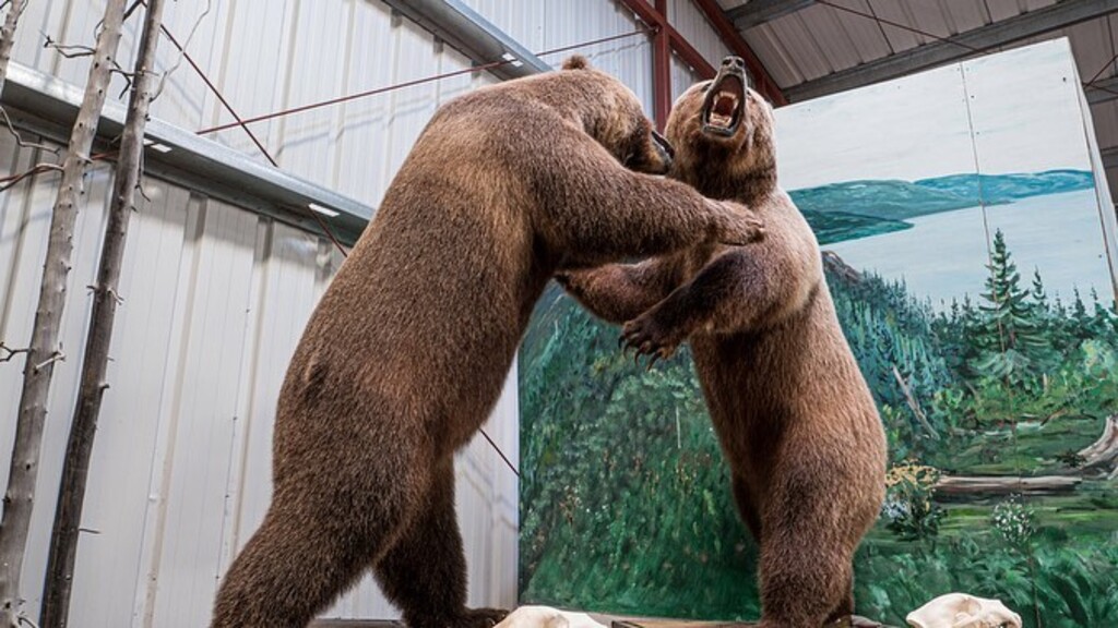 check out the displays of wild animals at caribou crossing trading post