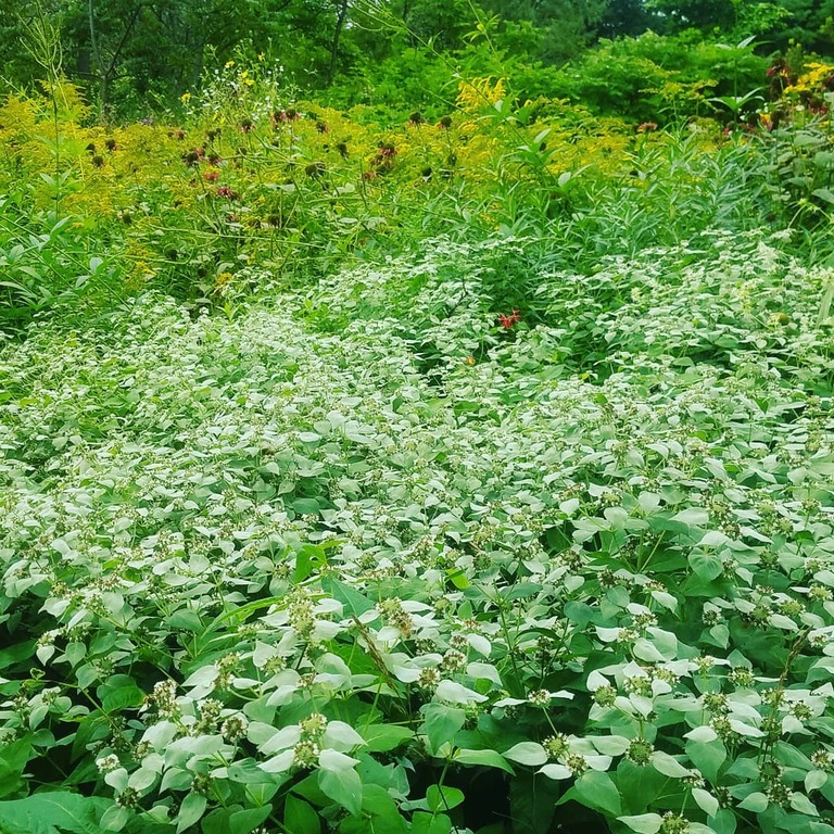 things to do in acton ma | drop by the marvelous acton arboretum