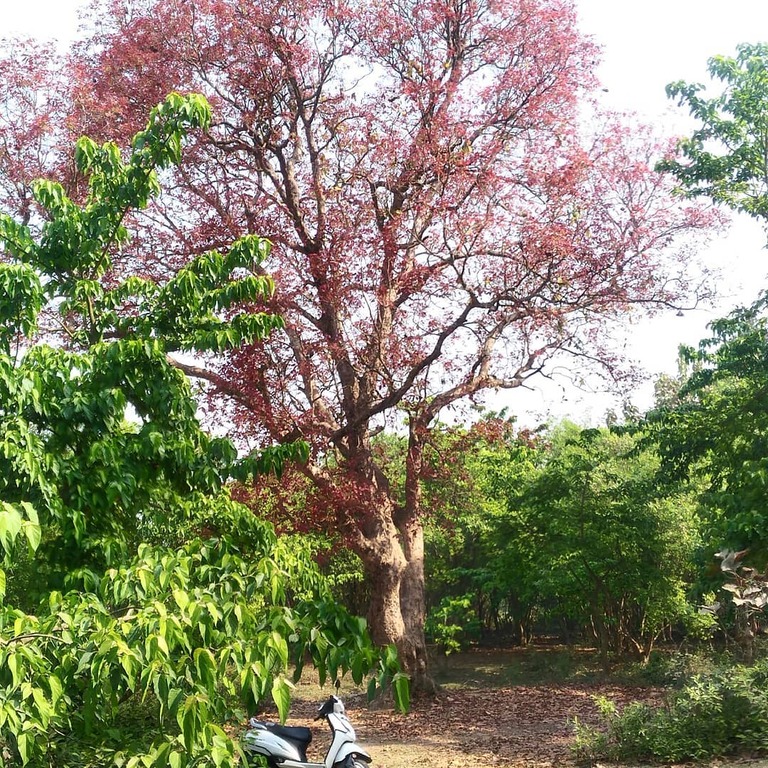 wildlife sanctuaries in uttar pradesh | sohagi barwa sanctuary