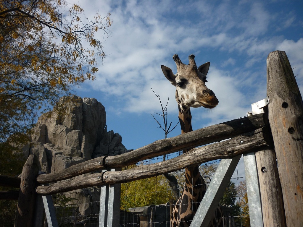que faire à budapest avec vos enfants: nos 20 meilleurs conseils ! | passez une journée au zoo de budapest