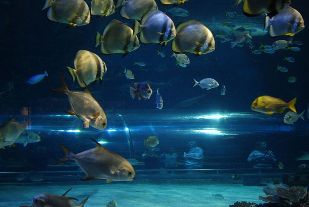 Tropicarium-Oceanarium Budapest 34