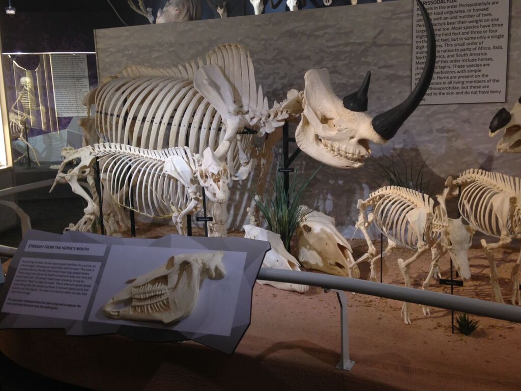 Skeletons Animals Unveiled Rhino Skeleton