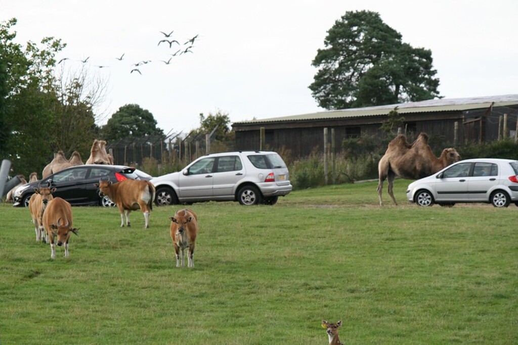 West Midland Safari Park Zoo