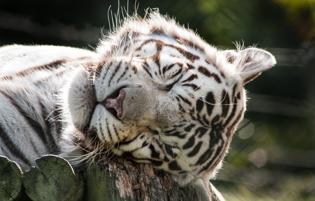 West Midland Safari Park (9659712267)