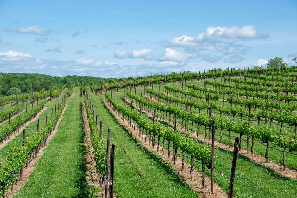 Winery Vineyard Wine