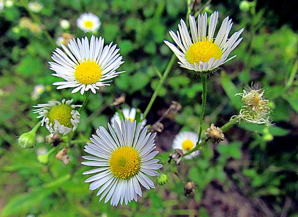 Eastern daisy fleabane  Flower Swift Creek Bluffs TLC Cary NC 7294