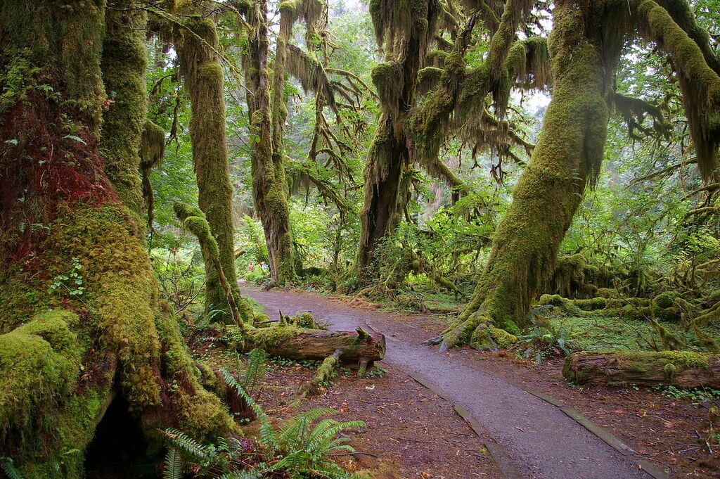Hoh Rain Forest