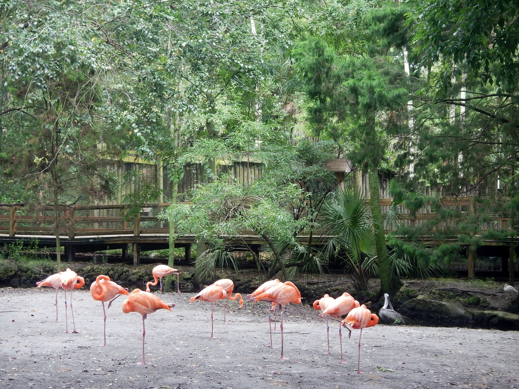 Ellie Schiller Homosassa Springs Wildlife State Park - panoramio