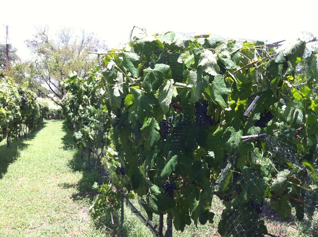 Grapes, Sunset Winery