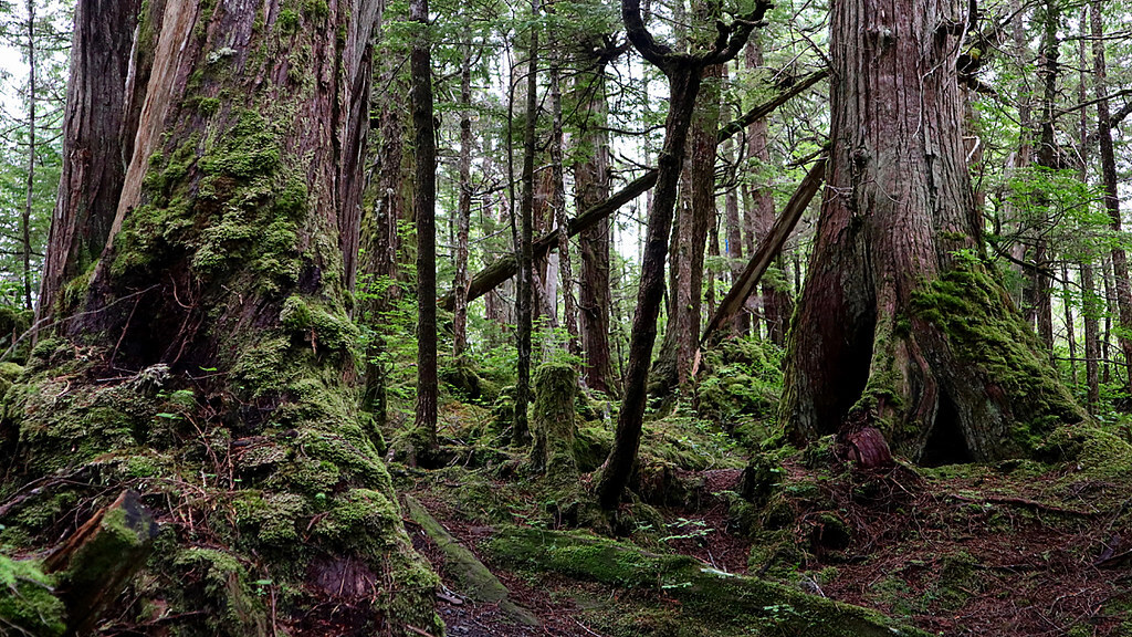 Coastal rainforest
