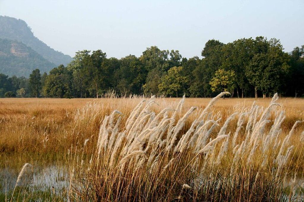 1 Bandhavgarh National Park Madhya Pradesh India