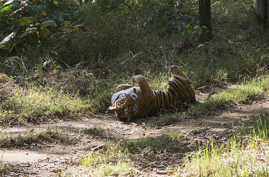 Tiger satpura