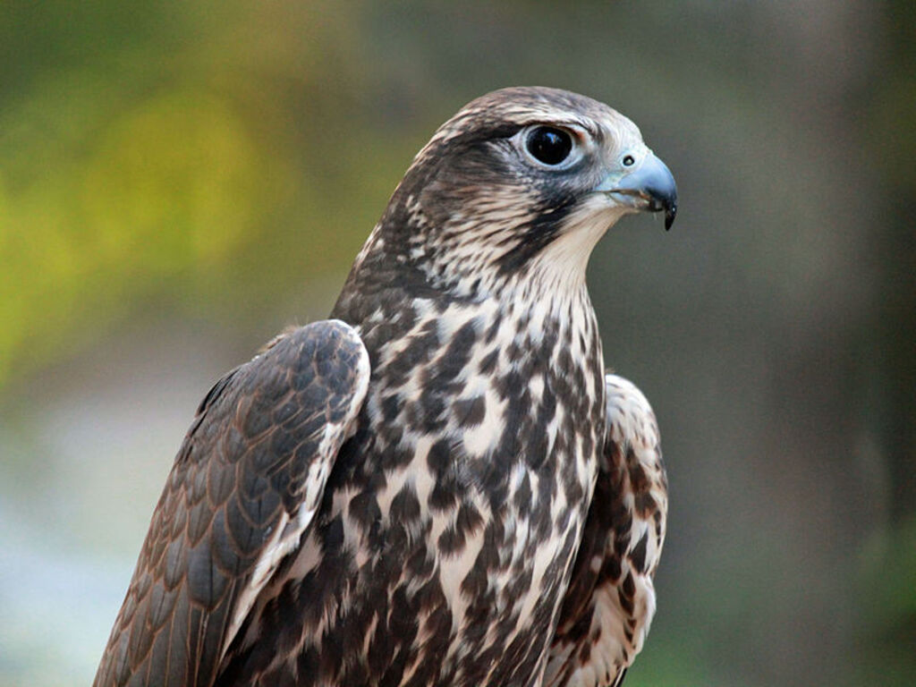 Saker Falcon