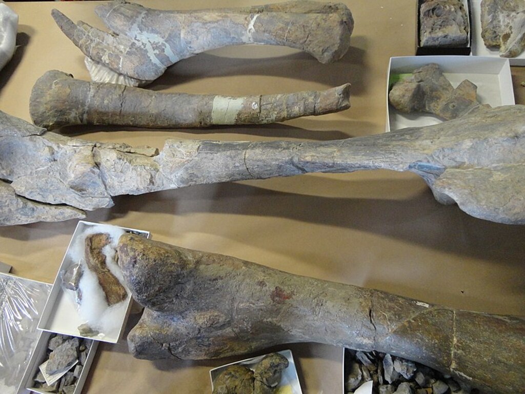 Desert Museum, fossils 2