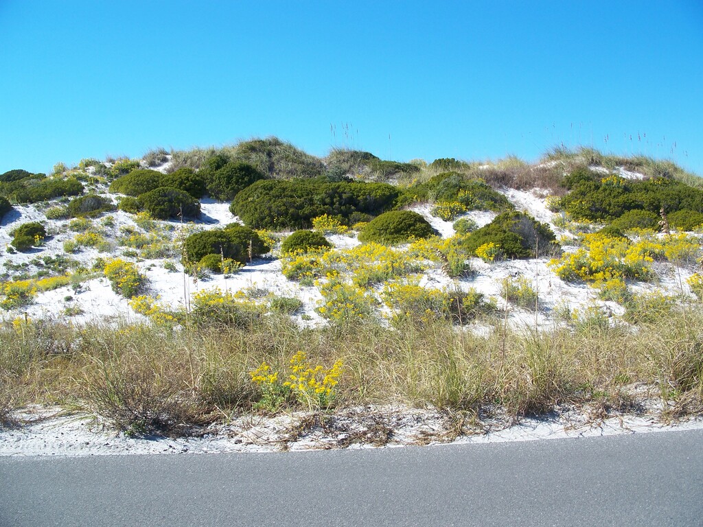 St Joseph Peninsula FL SP02