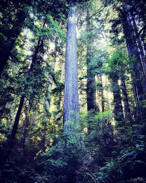 things to do in eureka ca | go on an adventurous hike through headwaters forest reserve