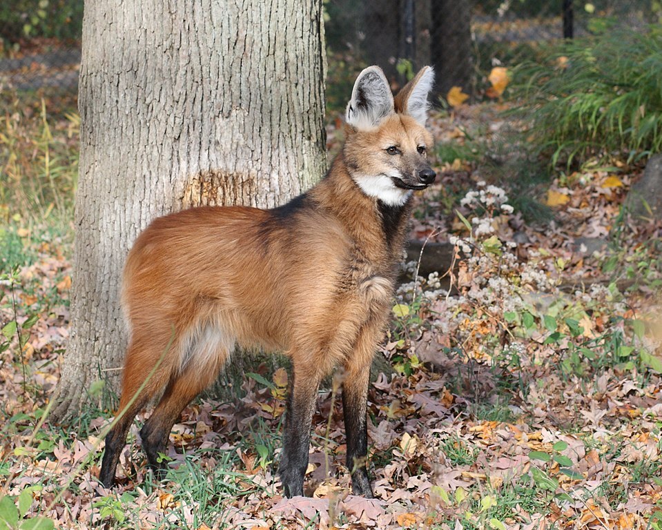Maned Wolf 6, Beardsley Zoo, 2009-11-06