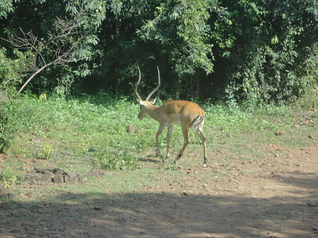 Impala inside the sanctuary