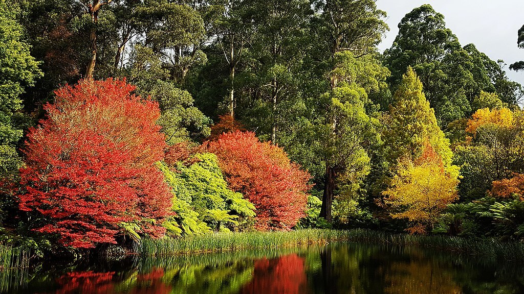 The Dandenong Ranges Botanic Garden