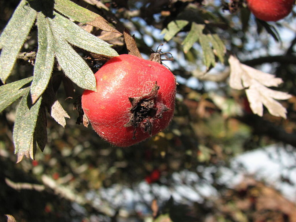 Crataegus orientalis fruit d PG