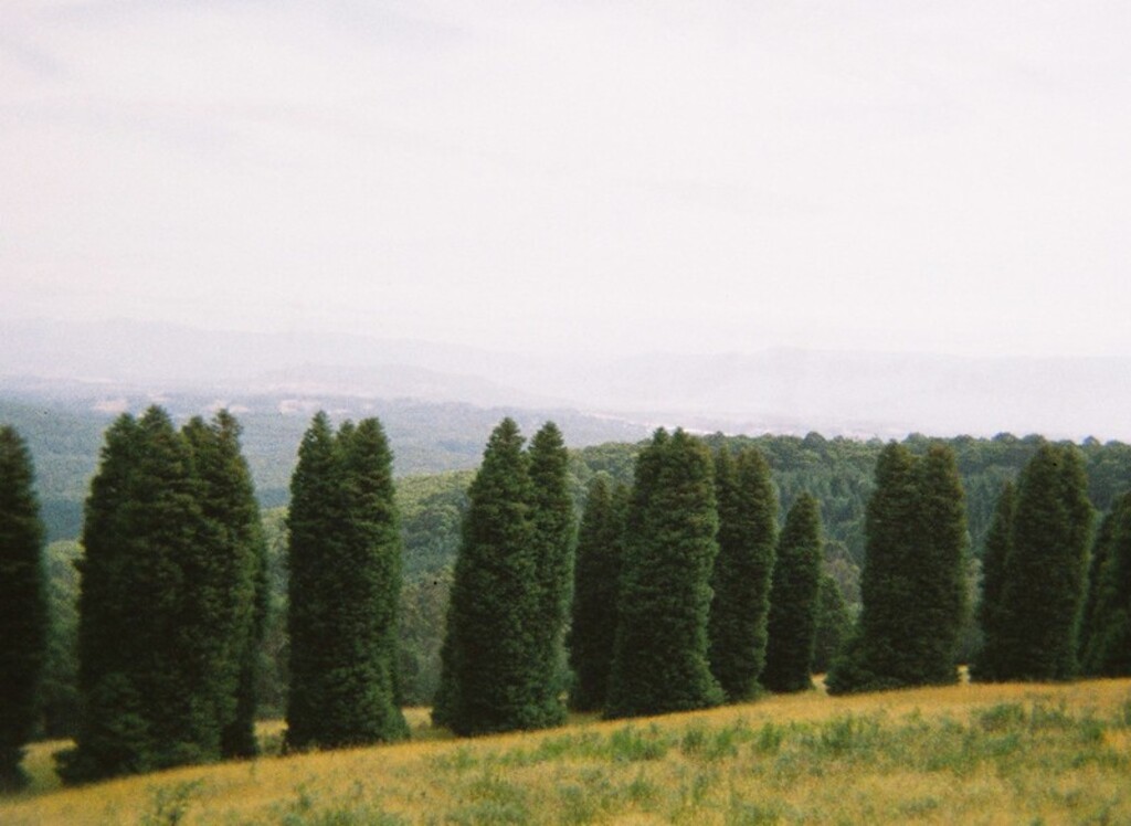 Woolrich Lookout