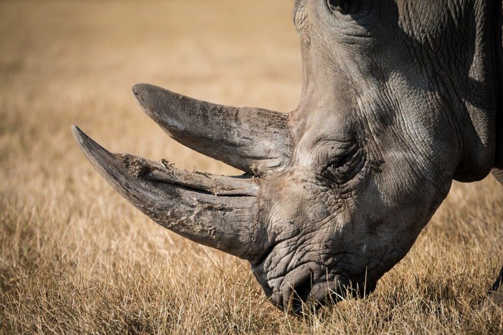 Rhinos are an example of the most endangered animals 
