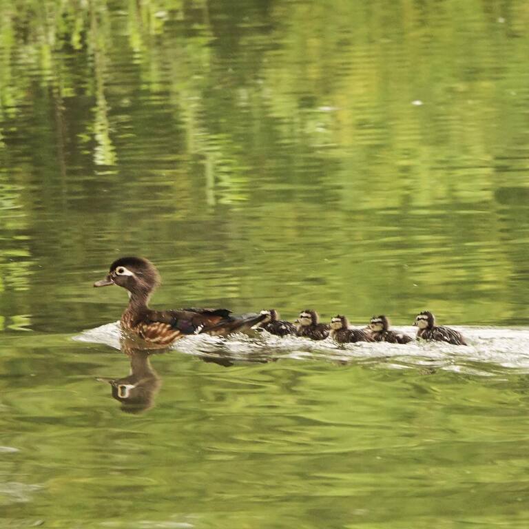 things to do in oceanside california | hike through buena vista audubon society & nature center