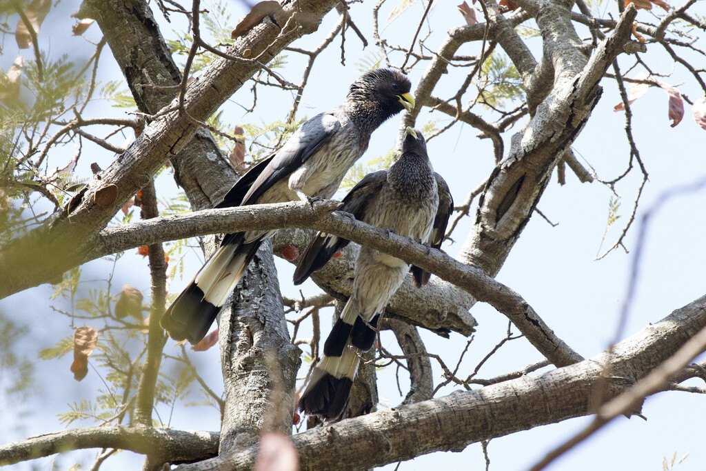 Eastern Plantain-eater ( Crinifer zonurus)
